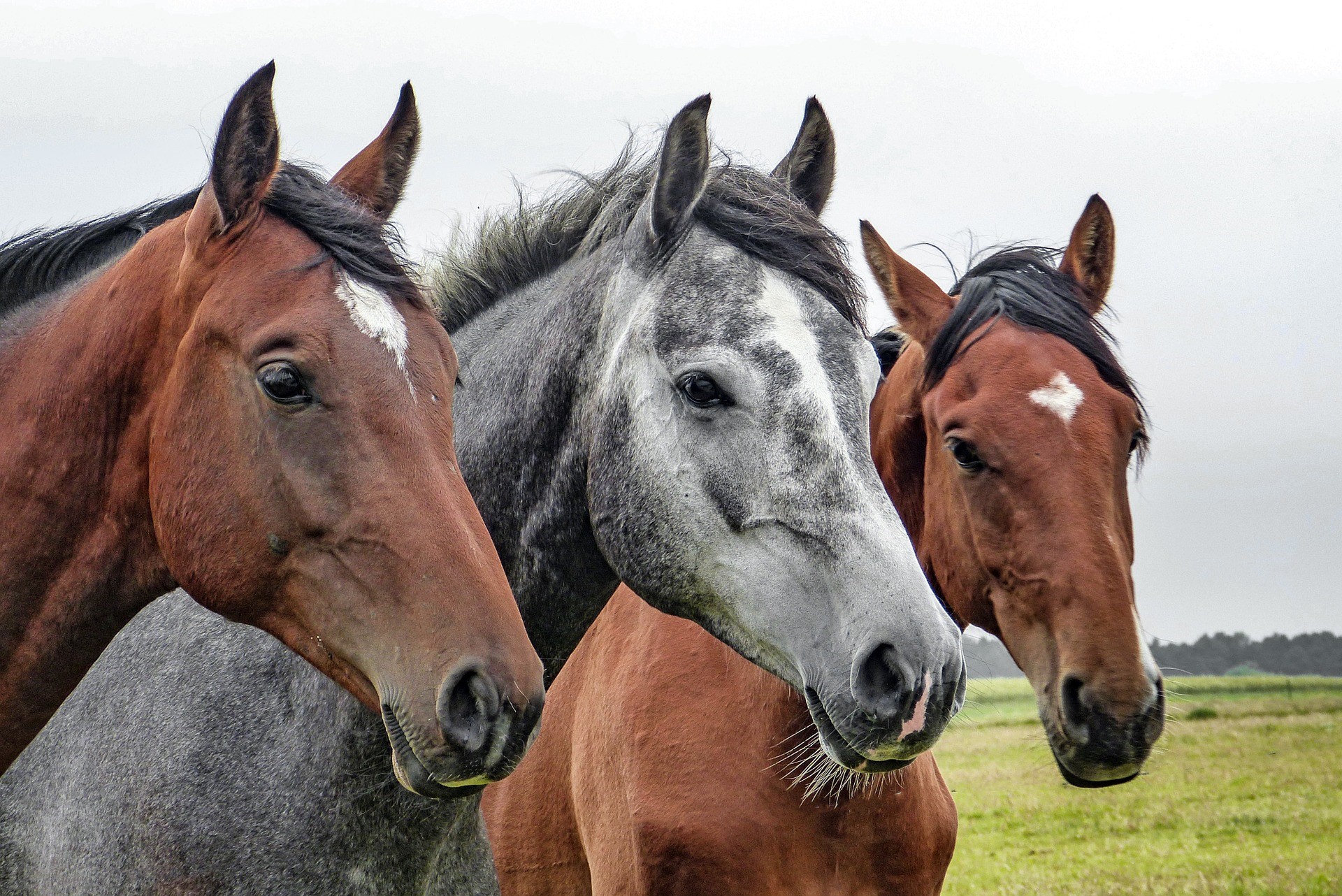 Horse breeds and characteristics guide